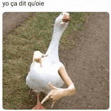 a white goose with fake arms is pointing at something .