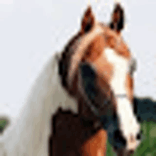 a brown and white horse is standing in front of a white background .