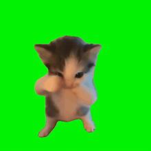 a brown and white kitten standing on its hind legs on a green screen .