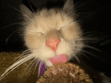 a cat with its eyes closed licking its nose