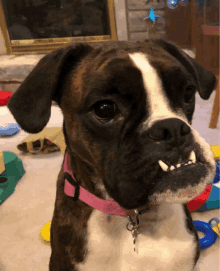 a brown and white boxer dog with a pink collar