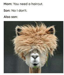 a picture of an alpaca with a lion hairstyle