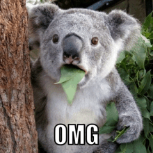 a koala bear with a leaf sticking out of its mouth and the word omg written below it