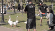 a man taking a picture of two geese in a park wearing a black shirt that says ' a ' on it