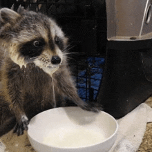 a raccoon is drinking milk out of a bowl .