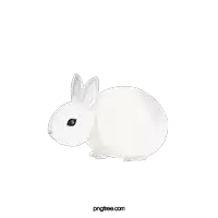 a white rabbit is sitting on a white background