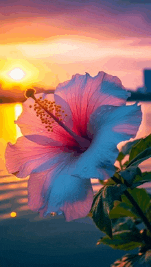 a pink and white hibiscus flower with a sunset in the background