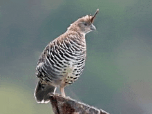 a bird perched on top of a rock with a long beak .