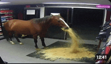 a horse standing in front of a store with the time 12:41