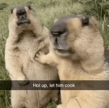 two ground squirrels standing next to each other with the caption " hol up let him cook " on the bottom