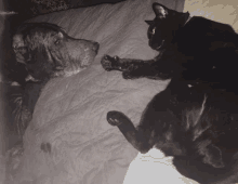 a dog and a black cat are laying on a bed