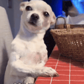 a small white dog is sitting on a table with a basket in the background and the word dog is on the bottom right