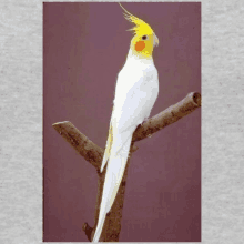 a white and yellow bird perched on a branch