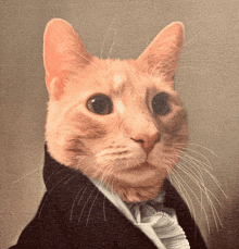 a close up of a cat wearing a suit and tie