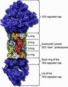 a diagram of the structure of a protein showing the different parts of a protein .