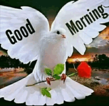 a white pigeon is holding a red rose and a good morning message .