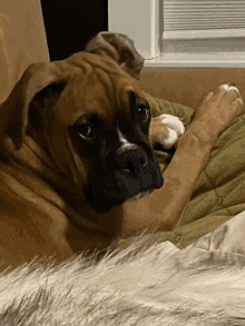 a brown boxer dog laying on a green blanket looking at the camera