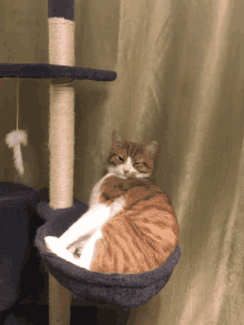 an orange and white cat is sitting in a hammock on a cat tree