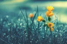 a bunch of yellow flowers growing in a field with water drops on them .