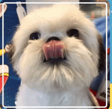 a shih tzu dog with its tongue out licking its nose