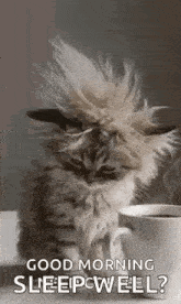 a kitten is sitting next to a cup of coffee .