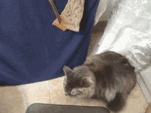 a cat sitting on a tile floor next to a blue cloth