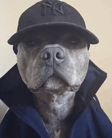 a dog wearing a new york yankees hat and a jacket