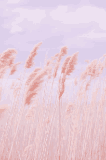 tall grass against a purple sky with clouds