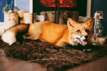 a fox laying on a rug in front of a fireplace with its mouth open