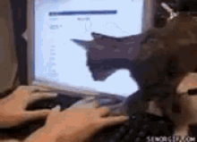 a cat is looking at a computer screen while a person is typing