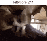 a picture of a skull with the words kittycore 241 on the bottom