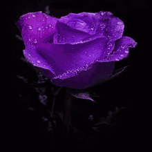 a purple rose with water drops on it