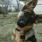 a german shepherd dog is looking at the camera with the word kiss written on it