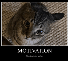 a picture of a cat with motivation written on it