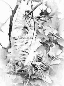 a black and white drawing of a cat with asianrock written on the bottom