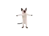 three siamese cats are standing on their hind legs in a row .