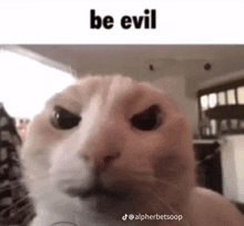 a close up of a cat 's face with the caption `` be evil '' .