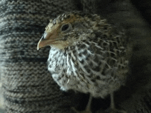 a small quail is sitting on a person 's sweater and looking at the camera .