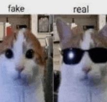 a cat wearing sunglasses is fake and a cat wearing real sunglasses is real .