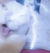 a white dog with its mouth open is laying on a bed .