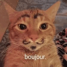 a close up of a cat with a beard and the words `` bonjour '' written on it .