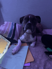 a dog is laying on a bed next to a clipboard that says ' i 'm sorry ' on it