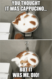 a cat is laying in a sink with the caption you thought it was cappuccino but it was me dio