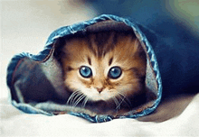 a kitten with blue eyes is wrapped in a blanket and looking at the camera .