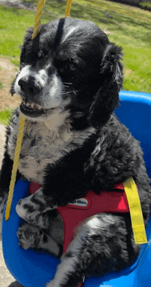 a black and white dog in a little tikes harness