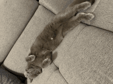 a gray cat laying on its back on a couch