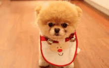 a small pomeranian dog wearing a christmas bib and collar is standing on a wooden floor .