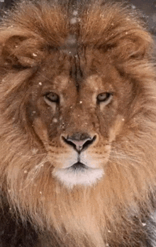 the lion is standing in the snow and looking at the camera .