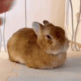 a small brown rabbit is laying on a white mat