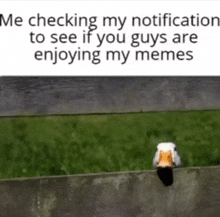 a duck sitting on a wall with a caption that says me checking my notification